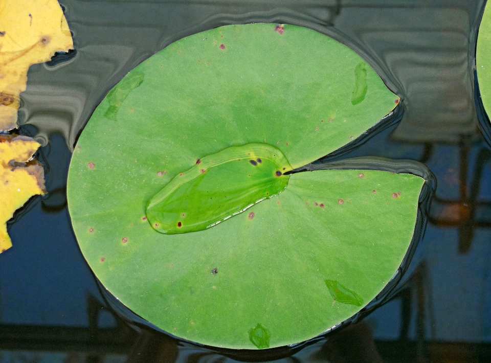 水 植物 葉 ラウンド