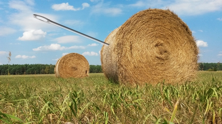 Grass needle plant hay Photo