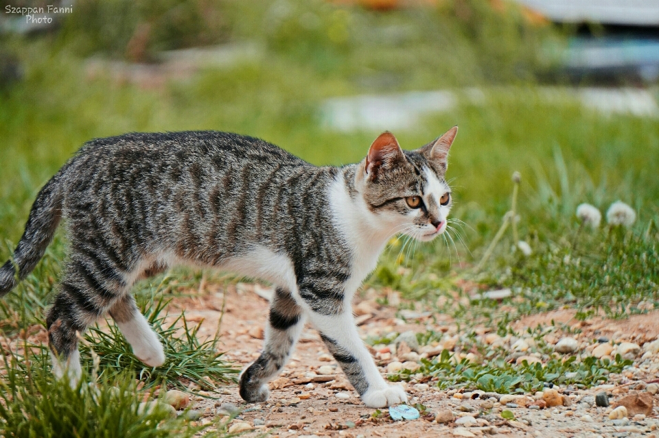 çimen yürümek yaban hayatı kedi yavrusu