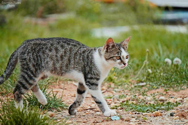 Foto Erba camminare animali selvatici gattino