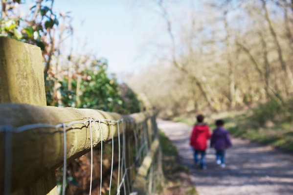 Tree path bokeh fence Photo