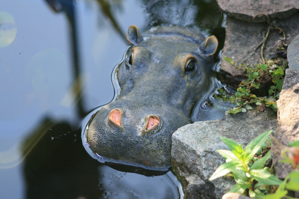 água animal lago animais selvagens