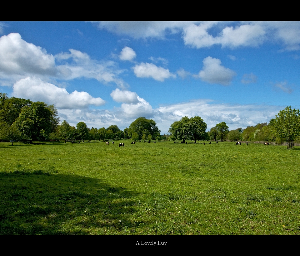 Landschaft baum natur gras