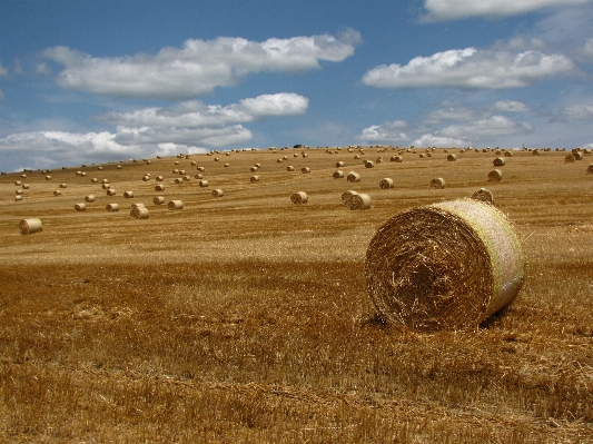 Landscape plant hay bale Photo