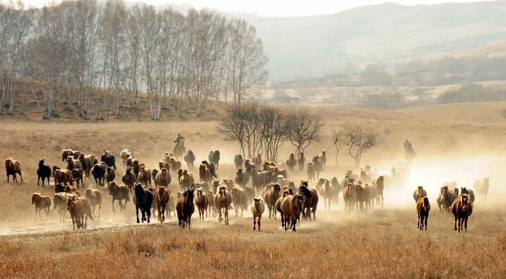 Foto Paesaggio prateria
 correre animali selvatici