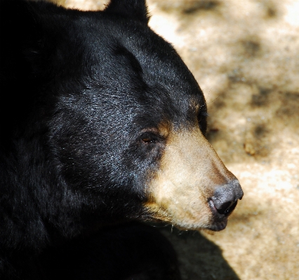 Nature forest animal bear Photo