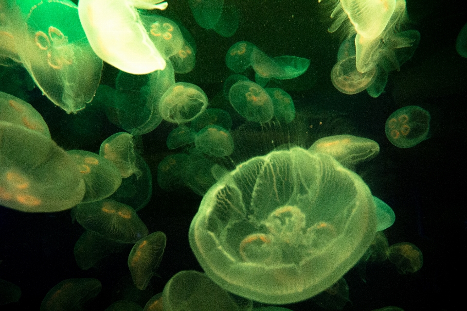 Green biology jellyfish invertebrate