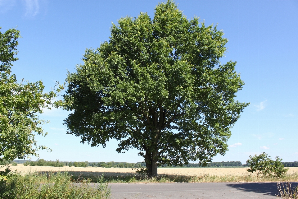 Paesaggio albero pianta strada