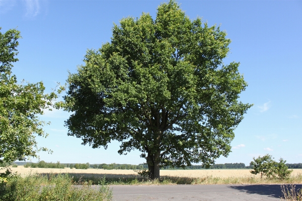 Landscape tree plant road Photo