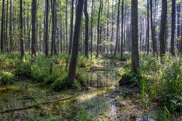 木 水 自然 森 写真