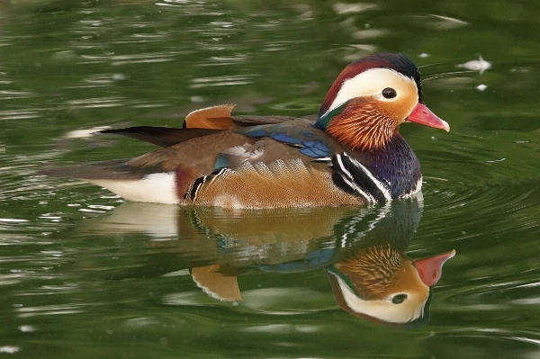 水 自然 鳥 池 写真