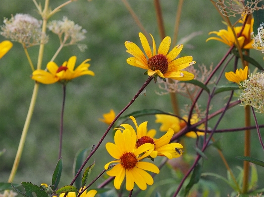 Anlage wiese
 prärie
 blume Foto