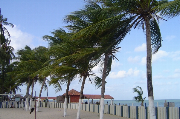 Beach sea coast tree Photo