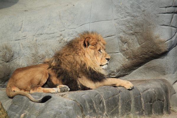 Photo Animal homme faune zoo