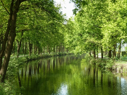 Tree water nature forest Photo