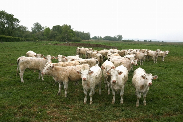 Field farm meadow prairie Photo