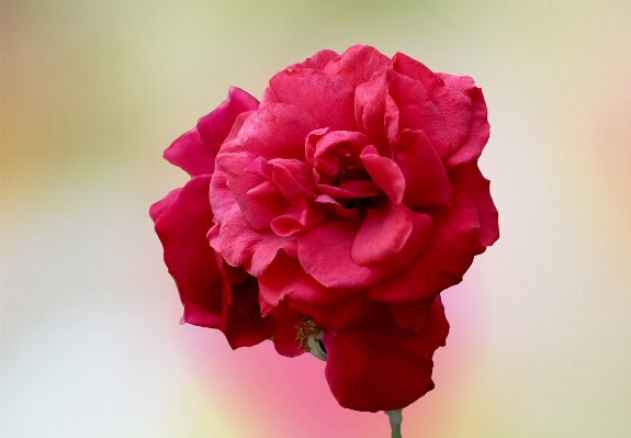 Blossom plant flower petal Photo