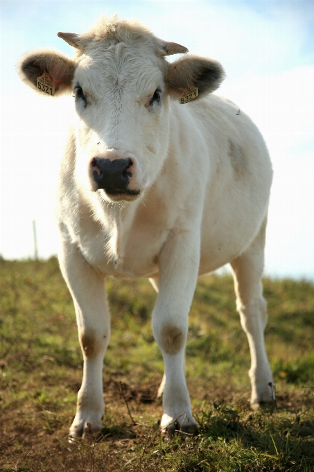 Grama campo fazenda prado
