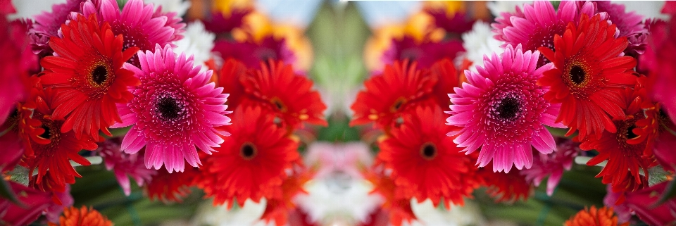 Natur blüte anlage fotografie