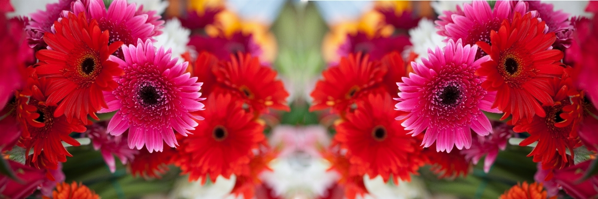 自然 花 植物 写真撮影 写真