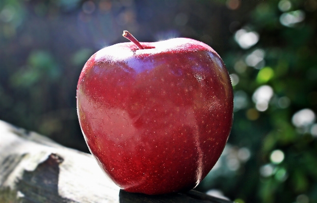 Apple nature branch plant Photo