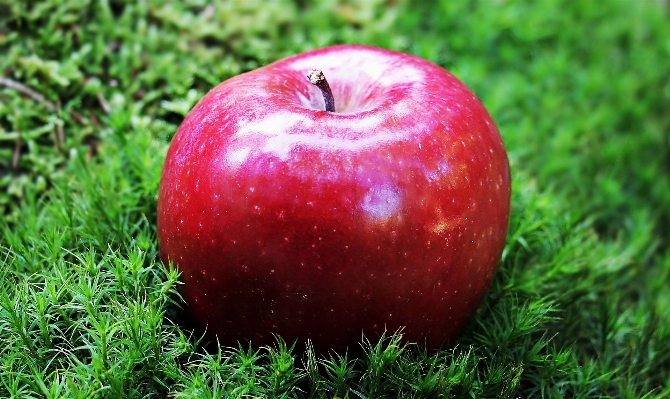 Apple nature grass plant Photo