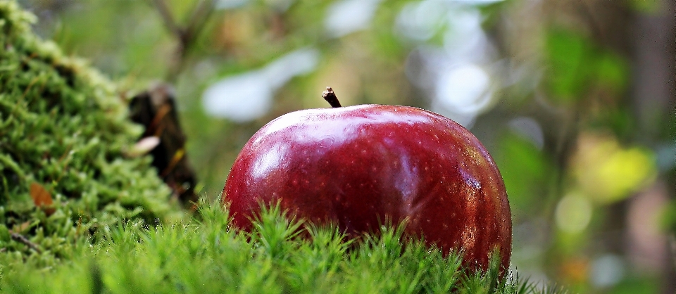 Apple tree nature branch