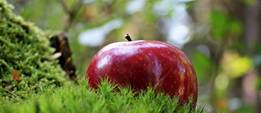 Apple tree nature branch Photo