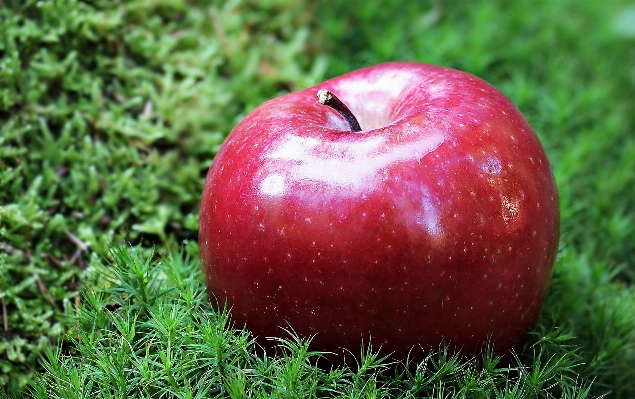 Apple tree nature grass Photo