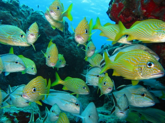 Foto Mar água natureza oceano