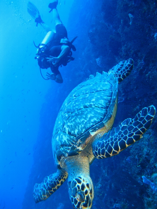 Laut air alam satwa