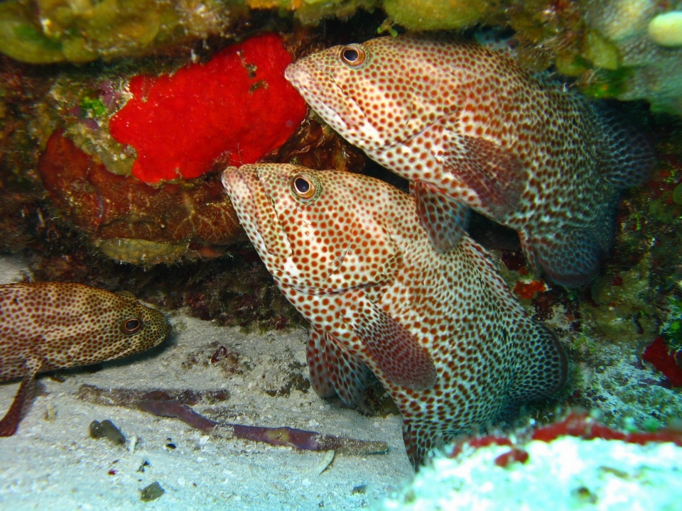 Mar água natureza oceano