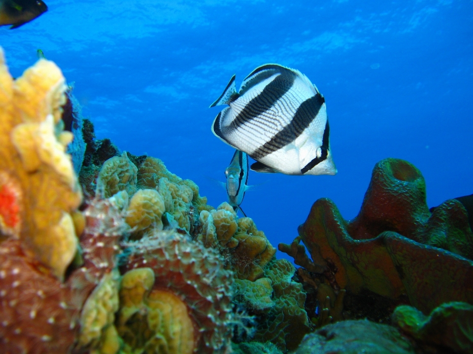 Mar agua naturaleza océano