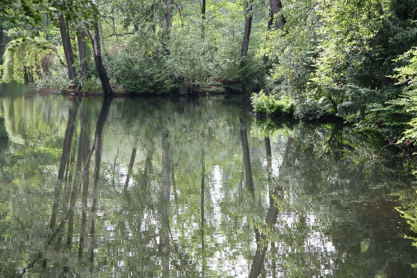 Tree water nature forest Photo