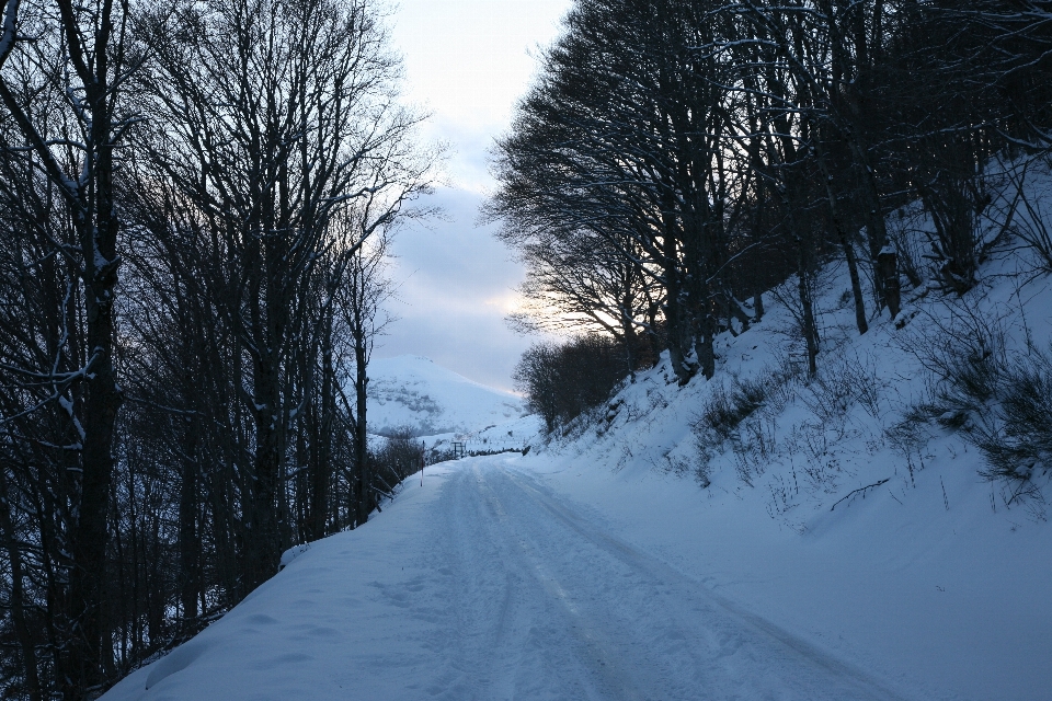 Baum wald berg schnee