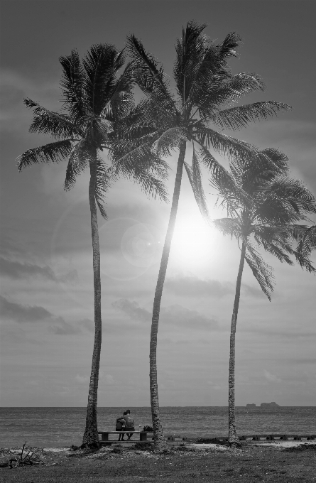 Spiaggia mare albero natura