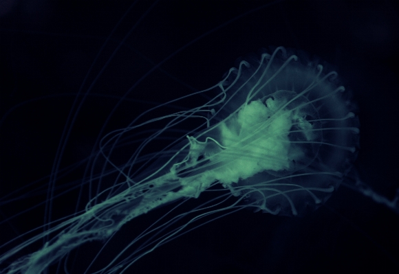 Ocean animal biology jellyfish Photo