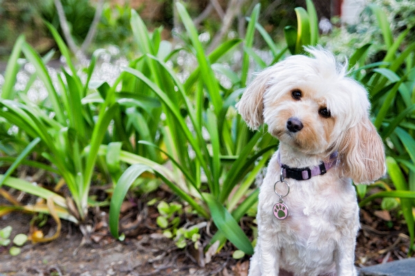 Grass lawn flower puppy Photo