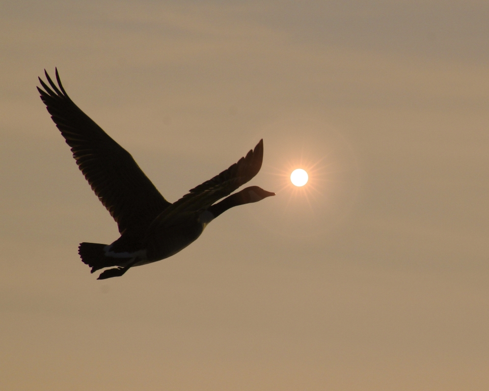 自然 アウトドア 鳥 羽