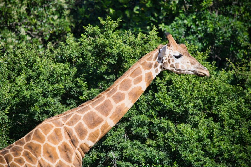 Faune zoo mammifère fauna