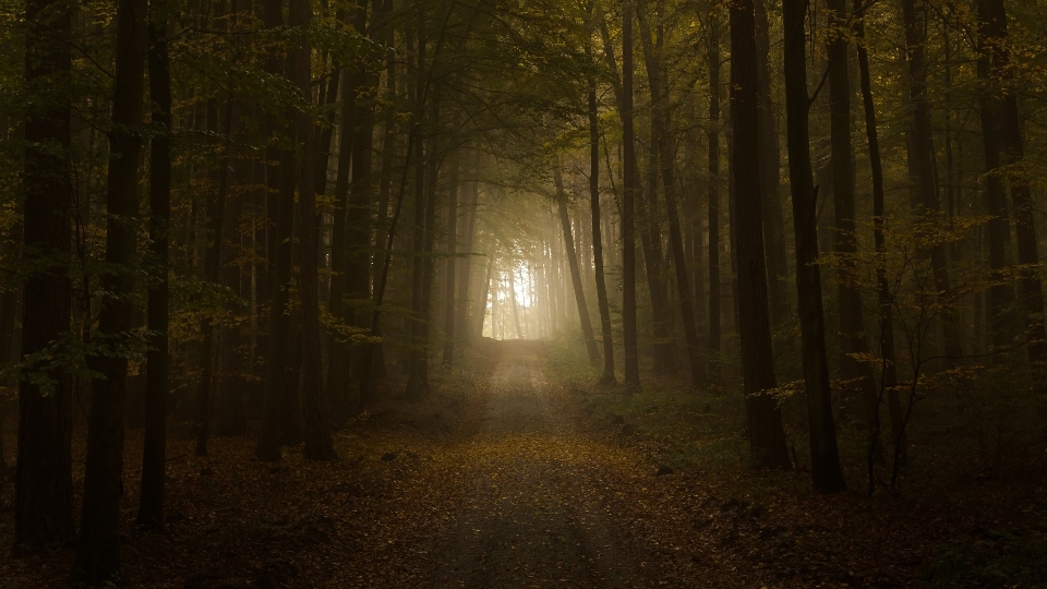 Tree nature forest pathway