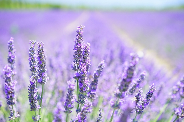 Nature grass plant meadow Photo