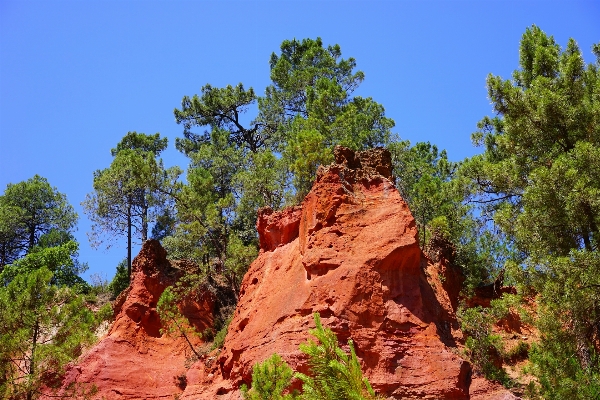 Tree rock wilderness mountain Photo