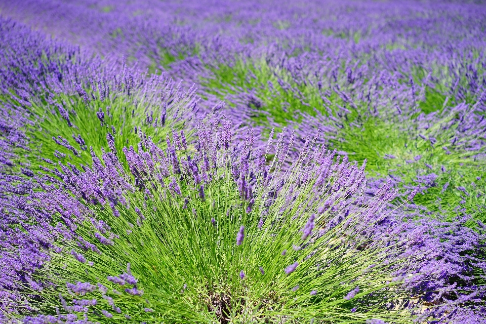 Natura erba pianta campo