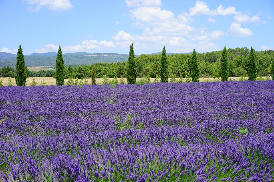 Natura pianta campo prato
