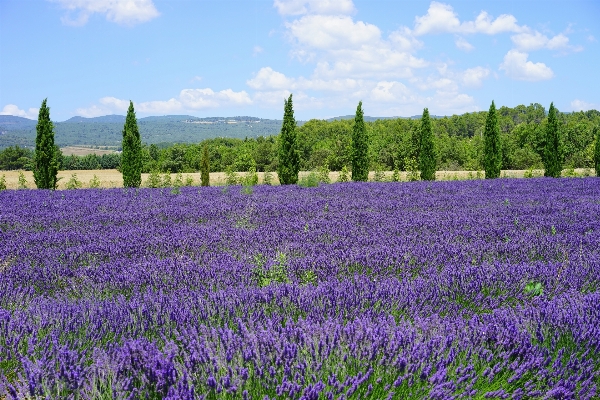 Nature plant field meadow Photo