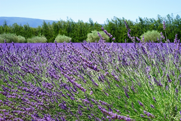 Nature plant field meadow Photo