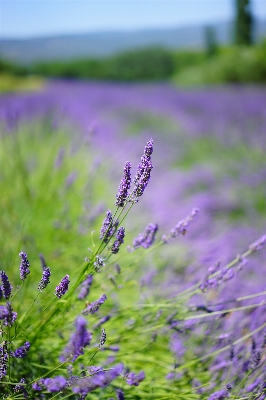 自然 草 植物 分野 写真