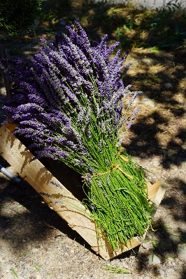 Grass blossom plant leaf Photo