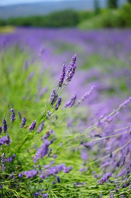 Nature grass plant field Photo